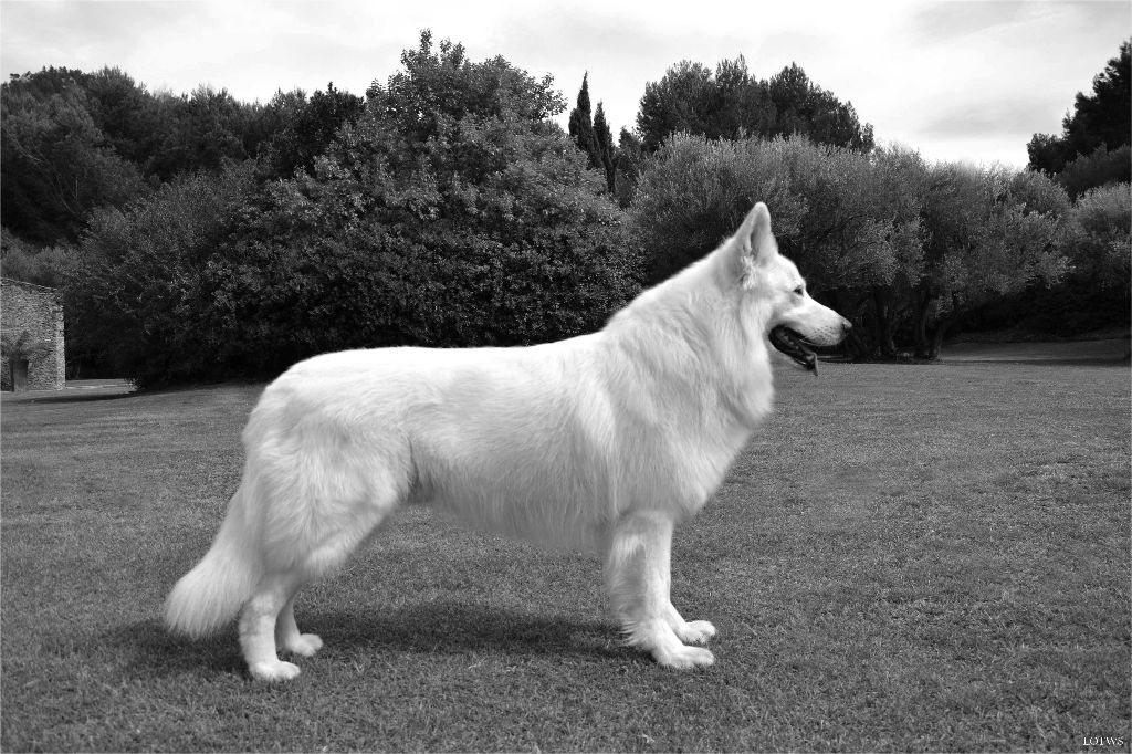 CH. Irrésistible tiger king Lords of the white Shepherd
