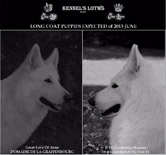 Lords of the white Shepherd - NAISSANCE BEBES 2015