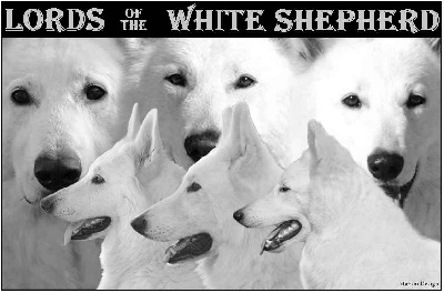 Lords of the white Shepherd - ETALONS DISPONIBLES POUR SAILLIR
