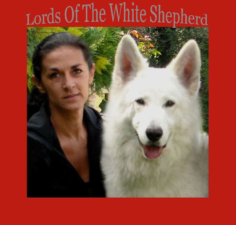CH. Benji Lords of the white Shepherd